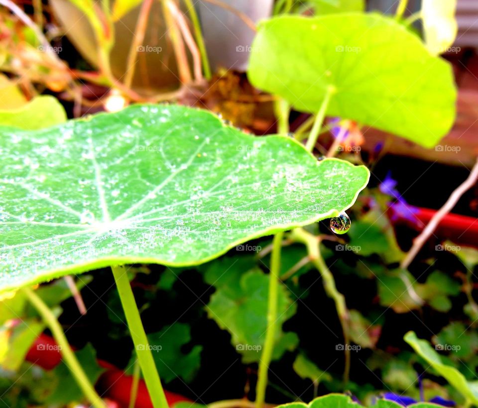 Morning dew on leaf