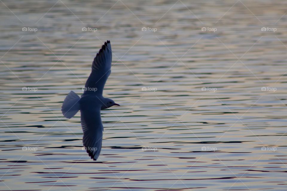 Happy to fly over the ocean