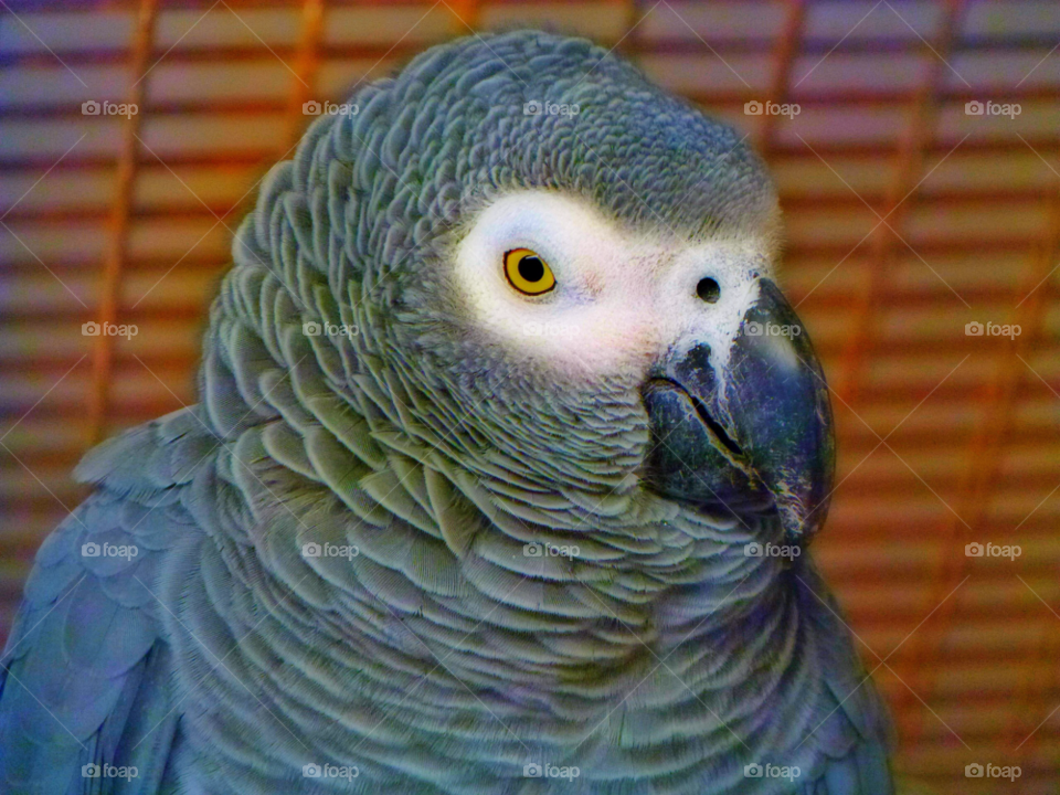 gateshead bird feathers wildlife by Raid1968