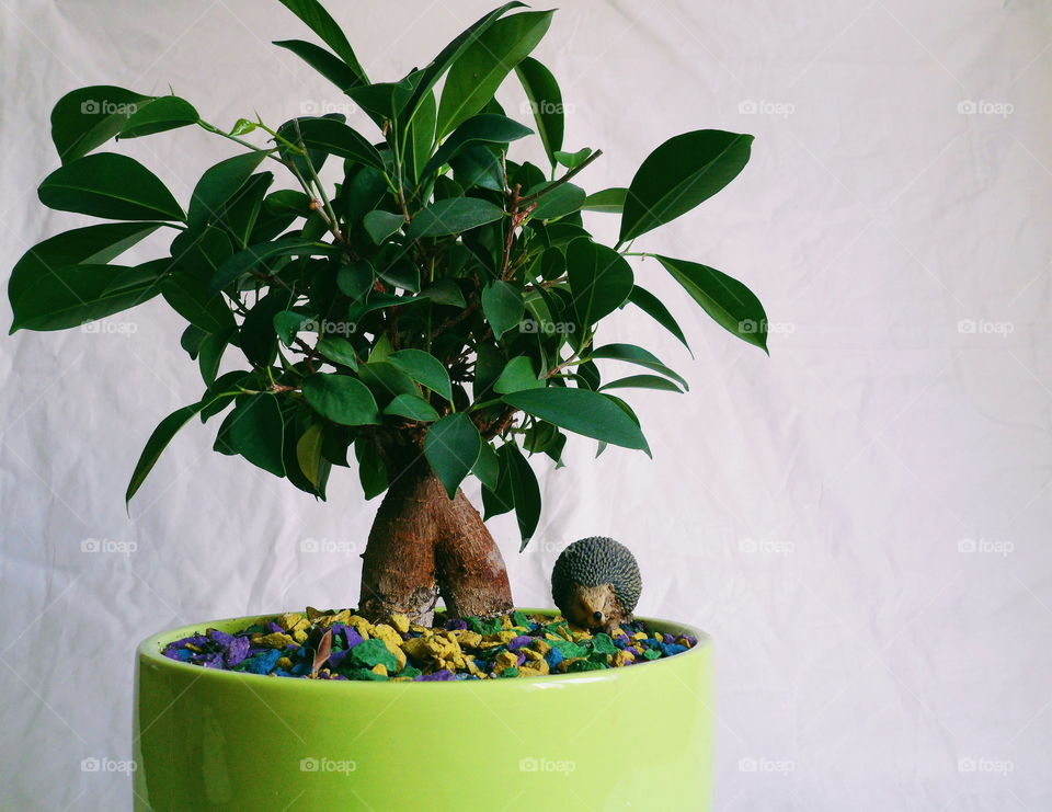 ficus plant brings joy