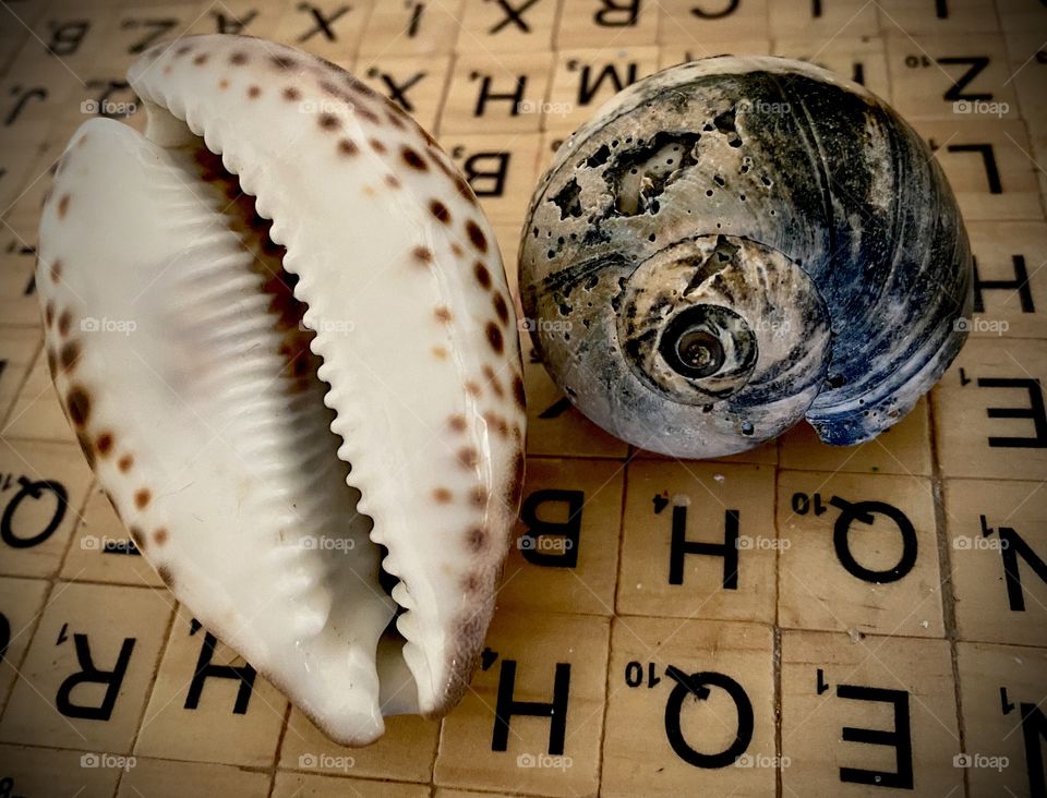 Shells shells shells