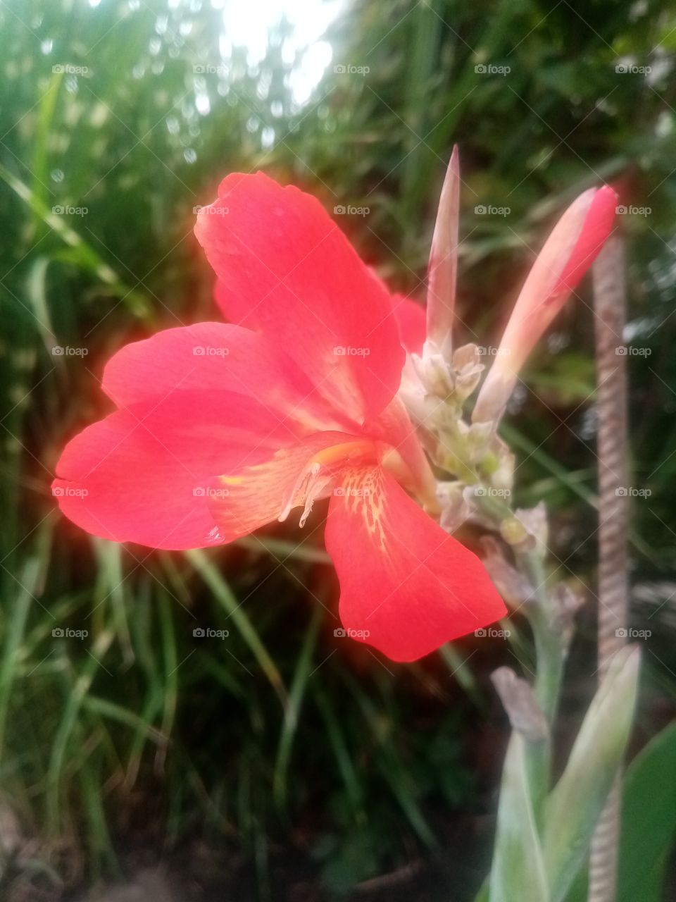 Red flower