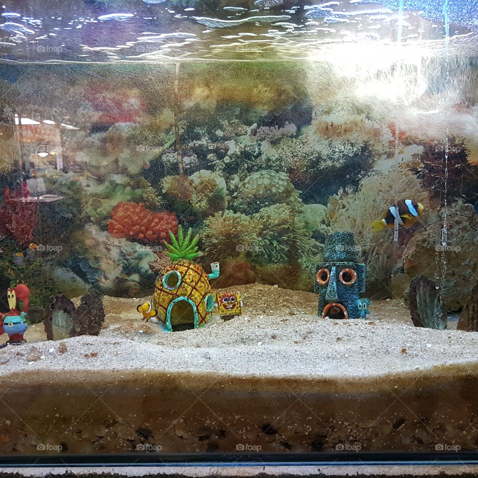 aquário do bob