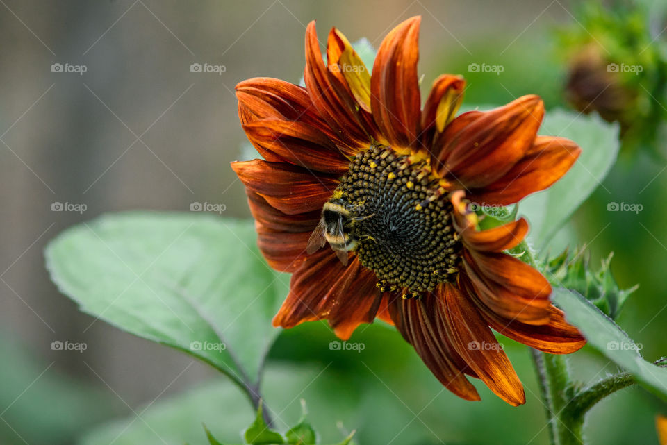 sunflowers bees and bumblebees