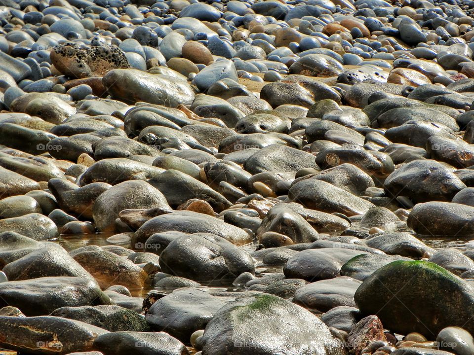 Wet Beach Rocks
