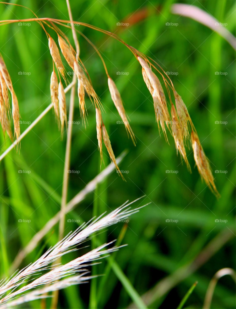 grass and grains.