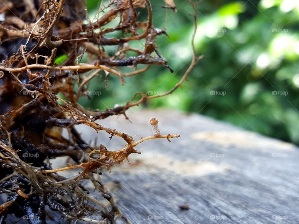 Small mushroom growing on plant root