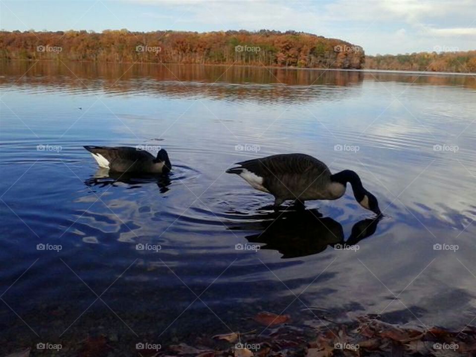 VIRGINIA : Lake Burke ; Deparment of Game. Lake and Park. 


Where did it go? Geese playing tag with something in the water.