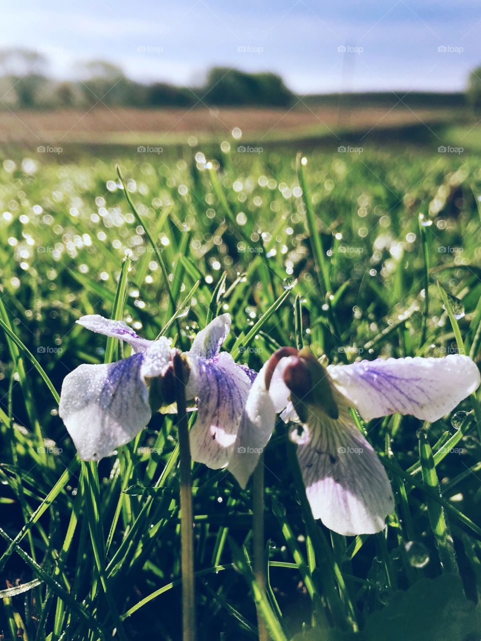 Wild and Dewy Violets