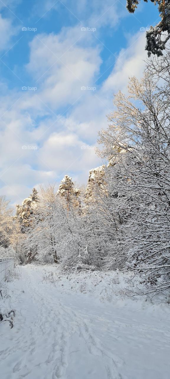 Winterwald