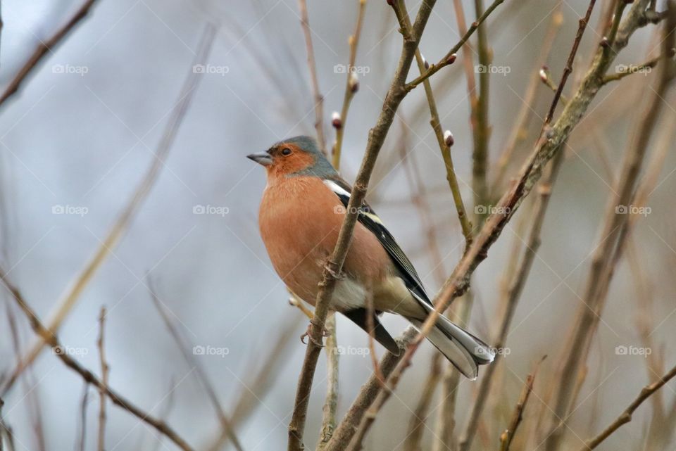 Common chaffinch