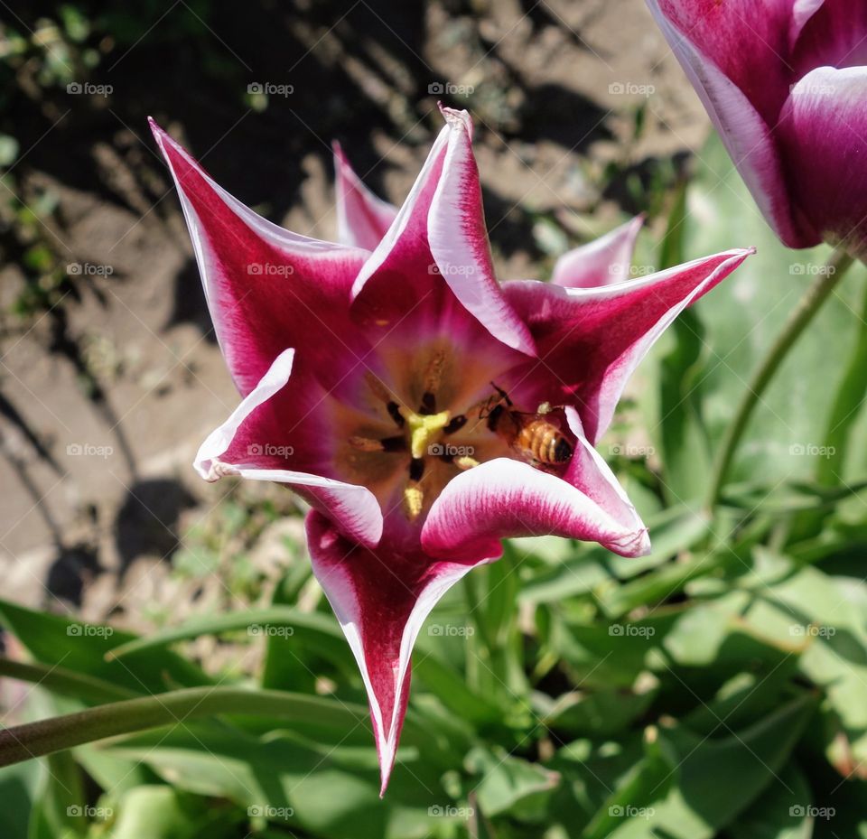 collecting pollen from a tulip