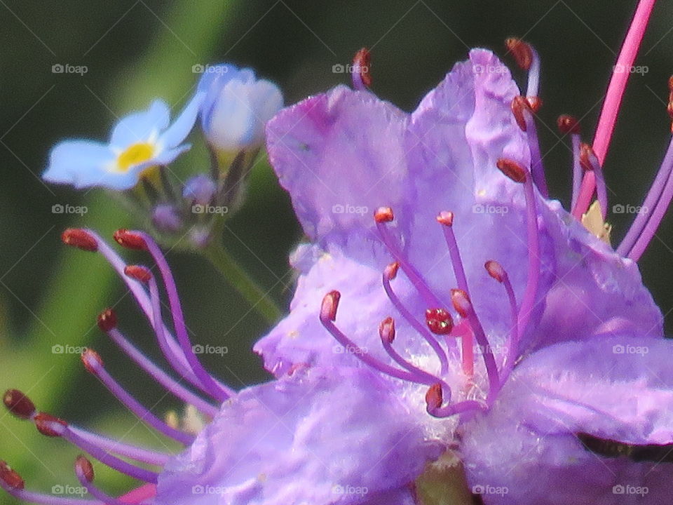 spring rododendro details flowers