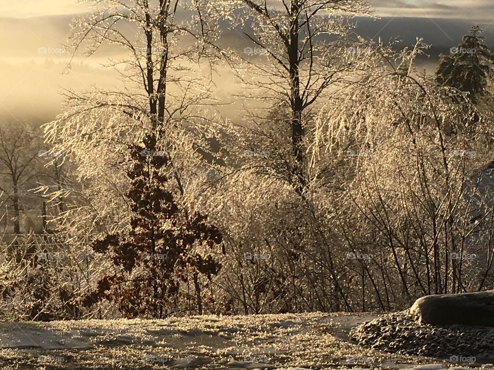 Snow, Winter, Landscape, Tree, Frost
