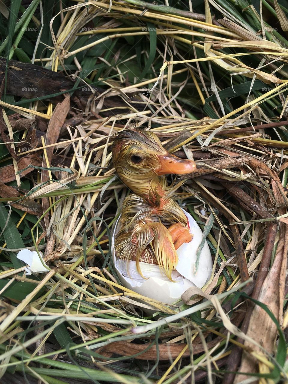 Beautiful Duck