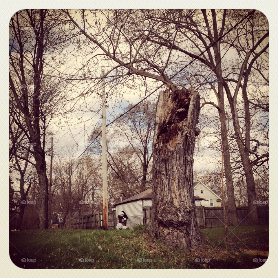 Tree stump in the city 