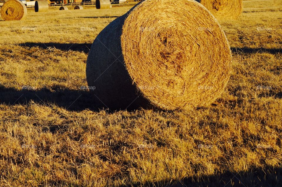 Golden yellow hay bail roll. Ready for a roll in the hay