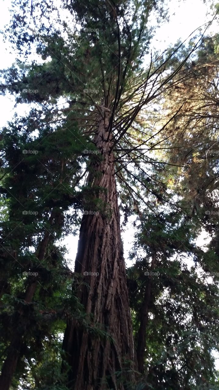 red wood tree