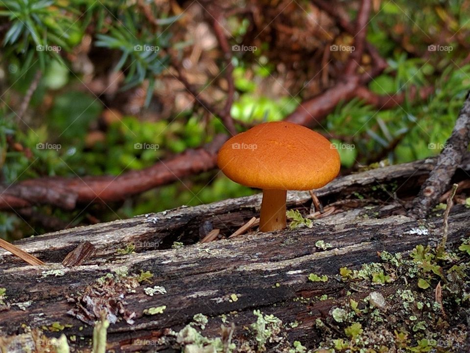 log mushroom