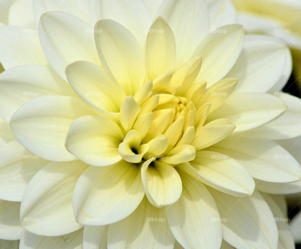 yellow flower white soft by gp56