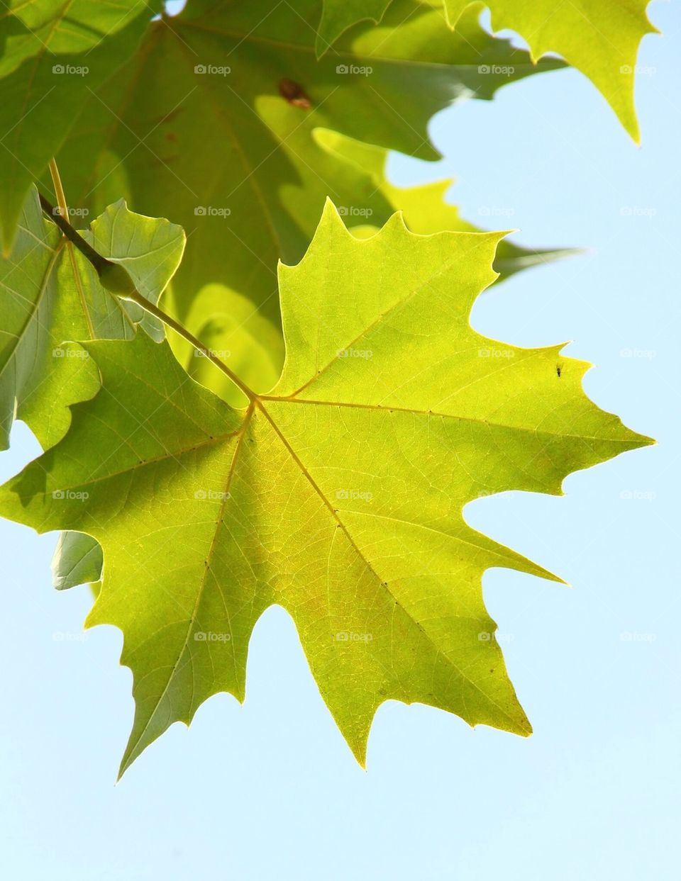 Close-up of leaves