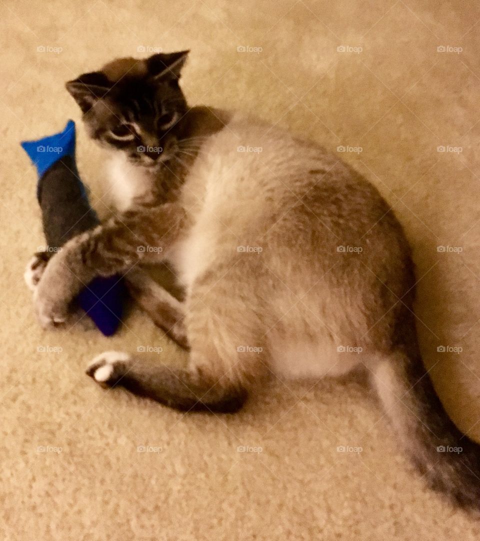 Lynx point Siamese and fish toy