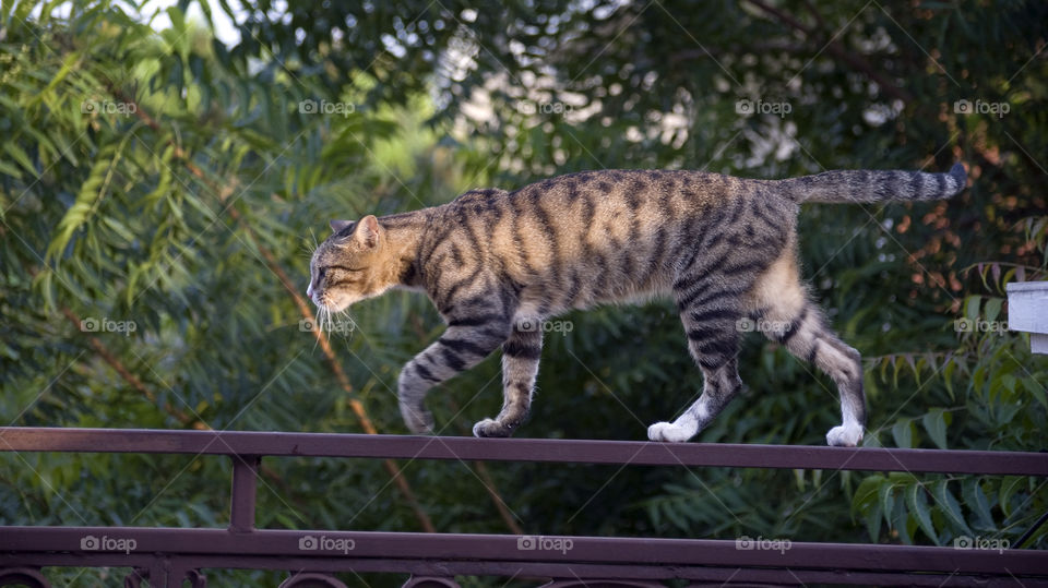 Miss Cat on a mission to the food resource.
