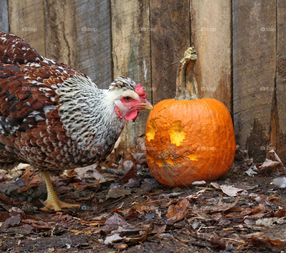 Chicken pumpkin carving on the homestead!