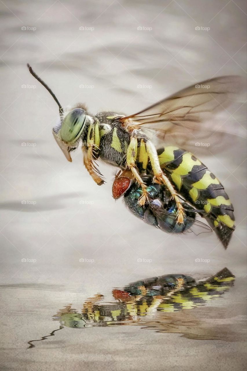 sandwasp with prey for hatching her eggs