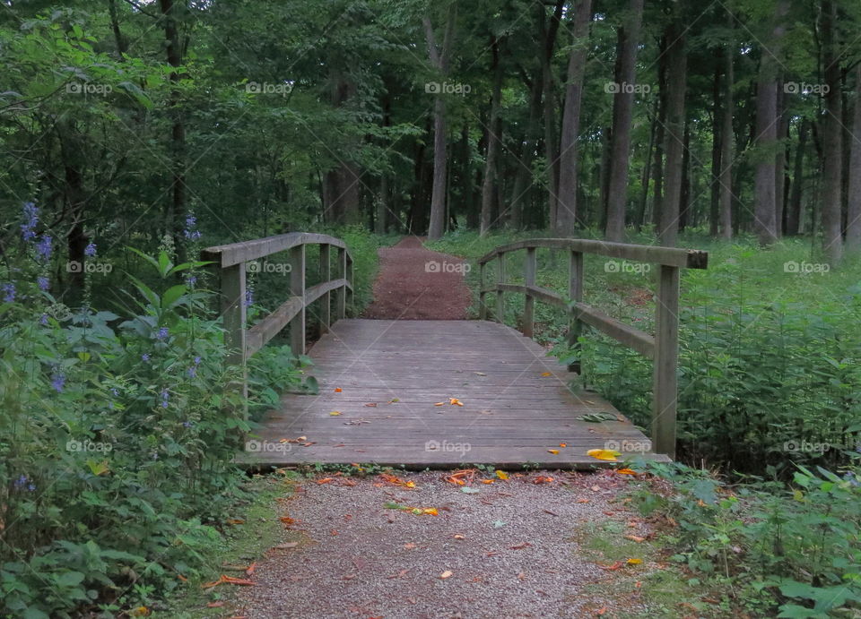 Bridge to dark forest