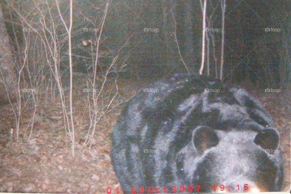 big black bear