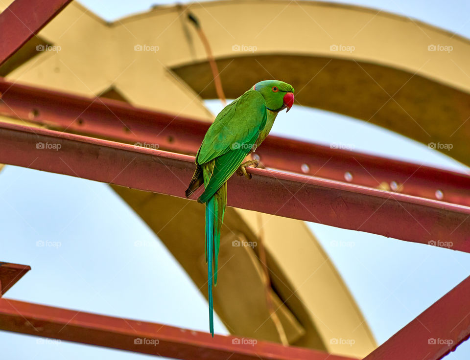 Bird photography  - parrot  - standing  pose