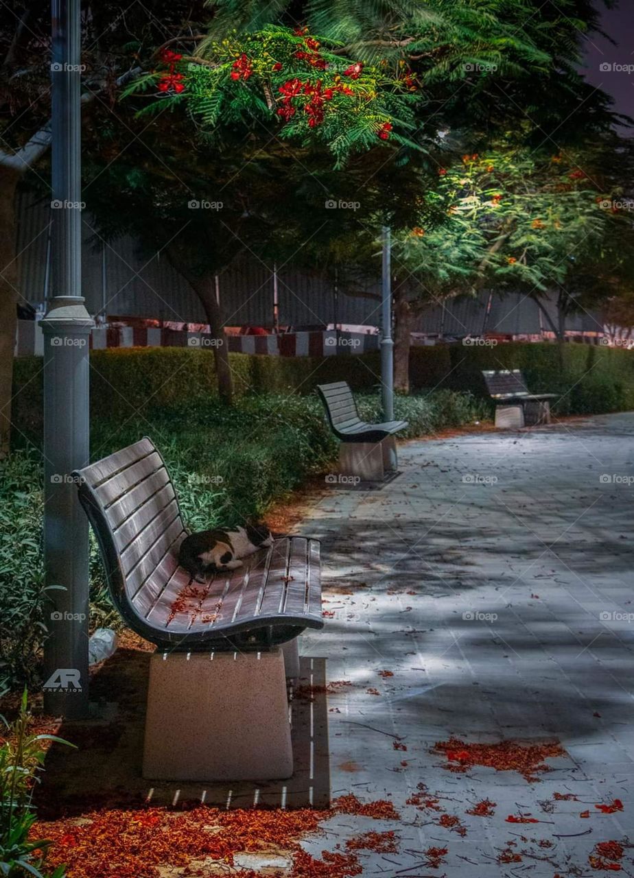 uae Best photo graphics challenge