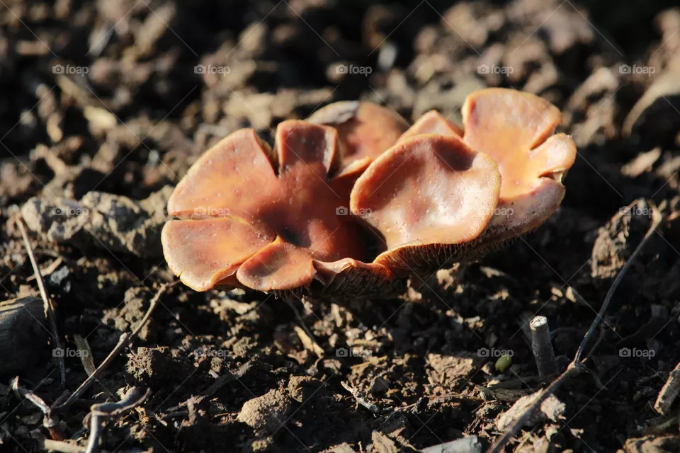Pilz