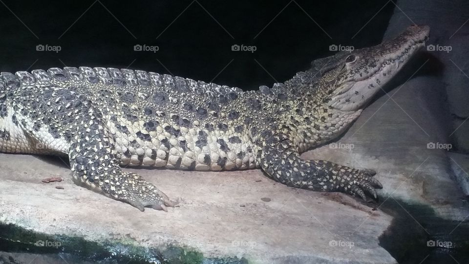 Relaxed Crocodilian