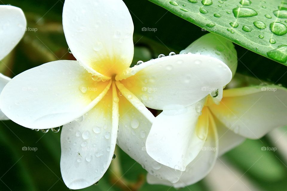 Plumeria.. Plumeria with water drop.