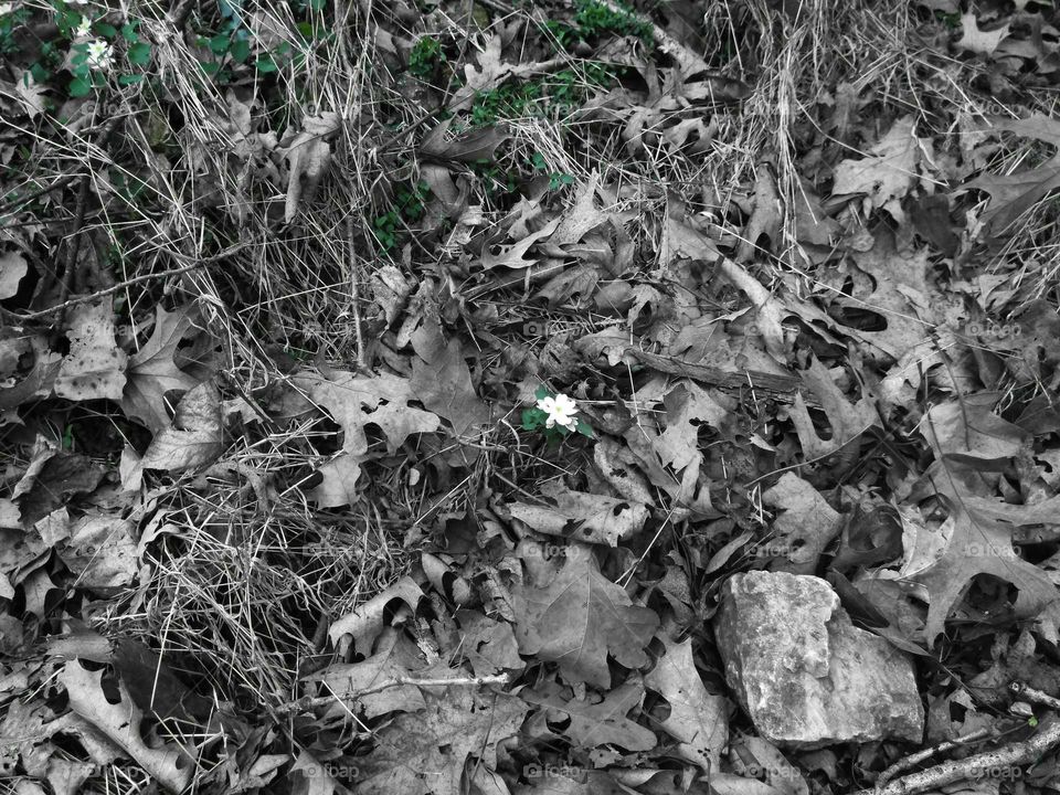 Spring Time in Oklahoma