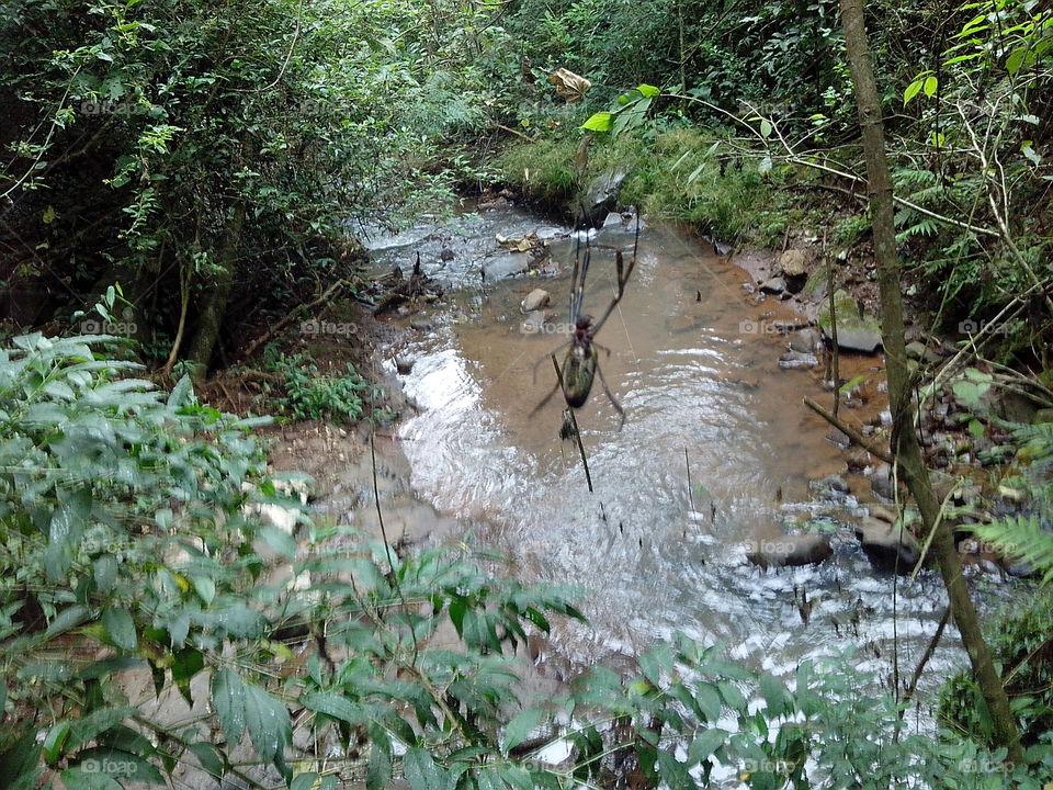 Spider - Salgado Filho - Brasil