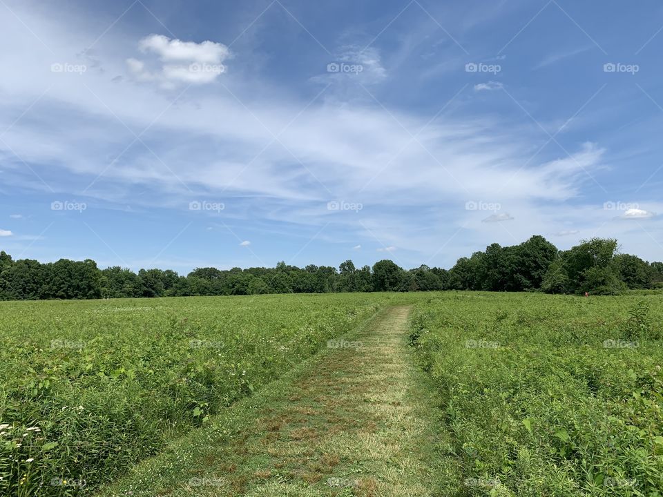 Taking a long hike into the wild, on a bright, sunny day. 