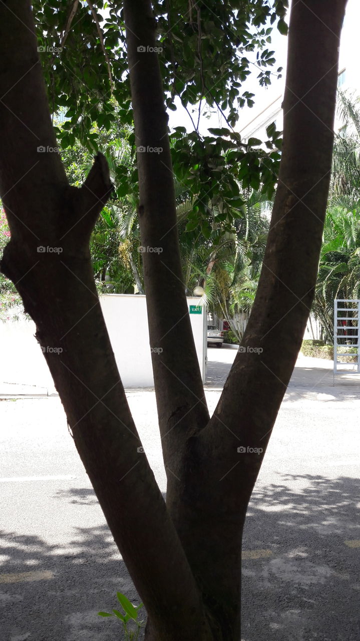 Tree, Nature, Landscape, Wood, Leaf