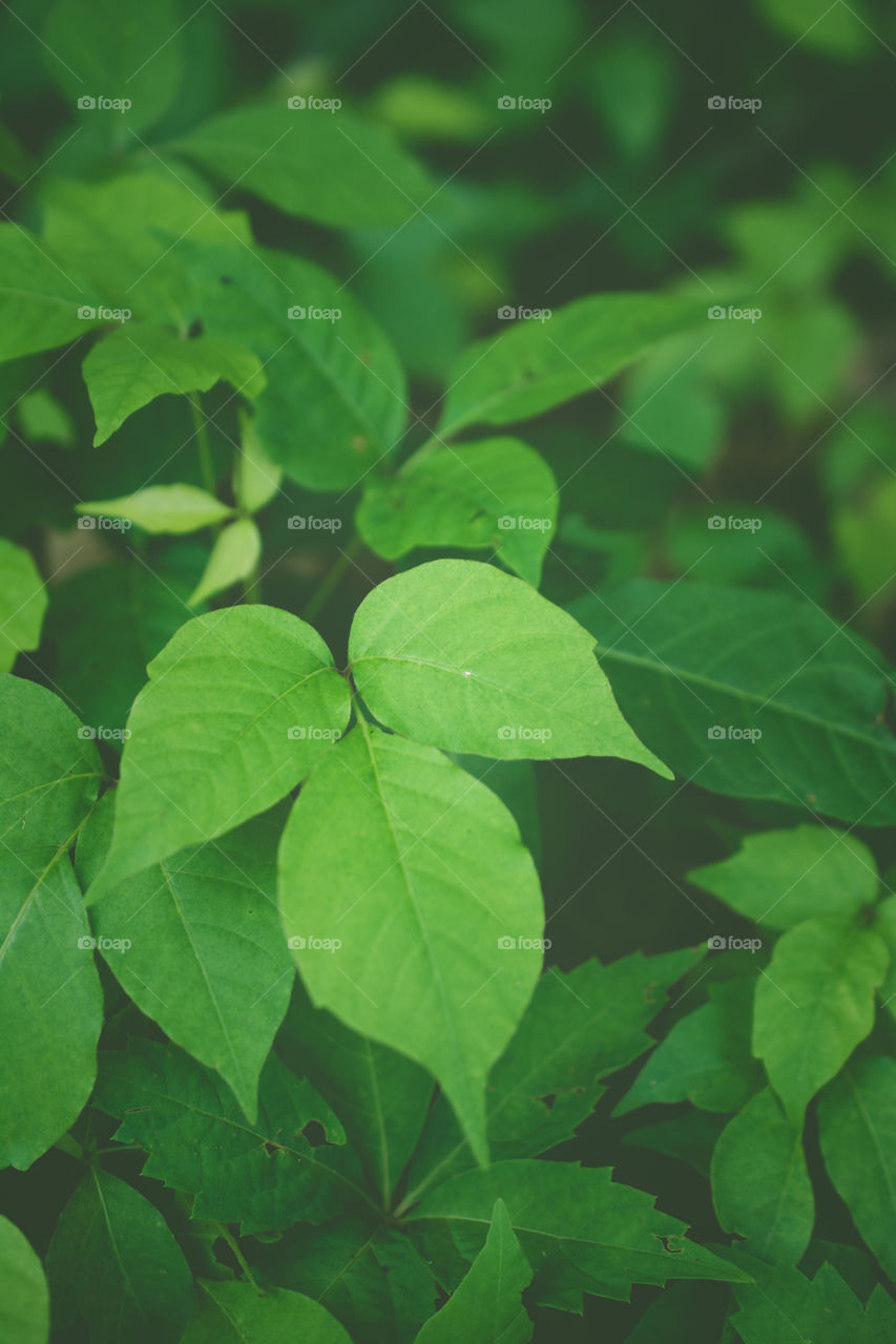 Poison Oak Leaves on the Edge of the Woods 2