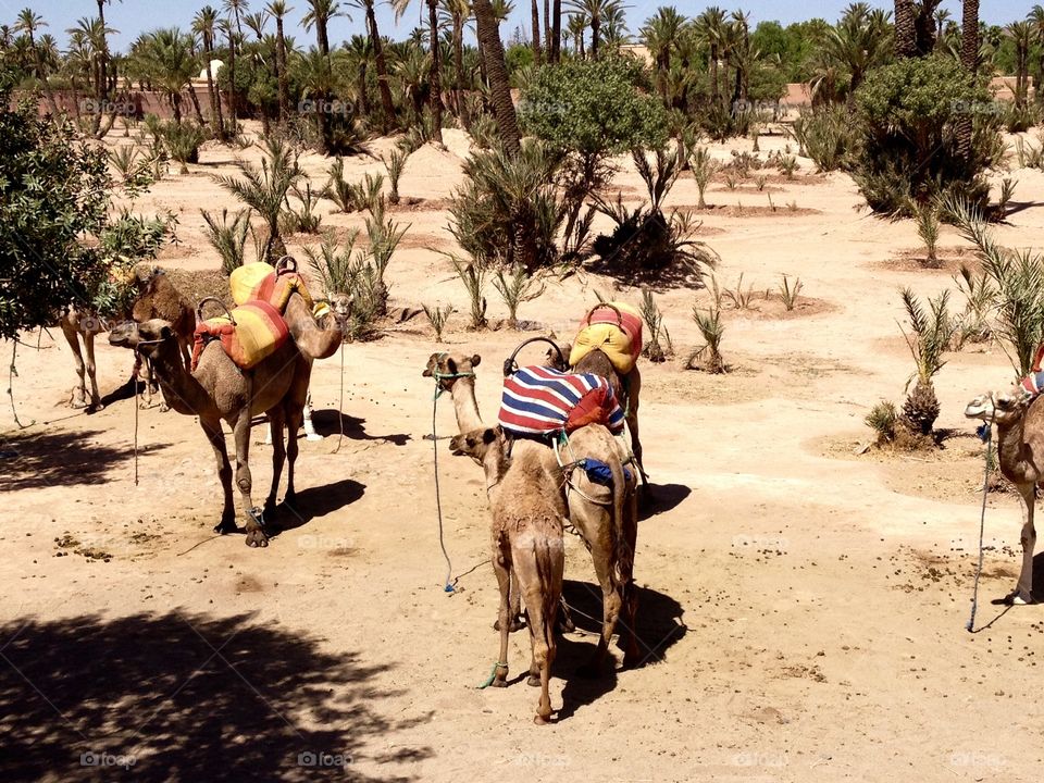 Sahara camels