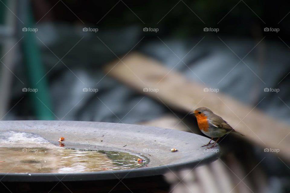 A little robin is sitting at a watering hole