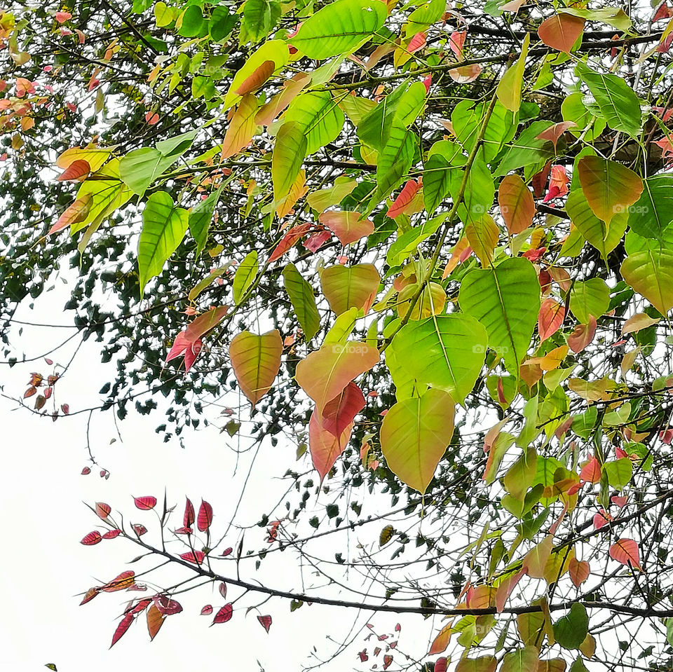 Bhodhi Three a.k.a Ficus Religiosa. one of my favourite plants. beautiful red in leaf bud and green in older. This plant is a holy tree for Buddhist people.