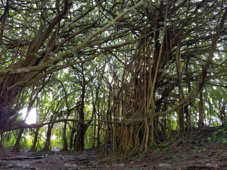Banyan Tree in Hilo, Hawaii
