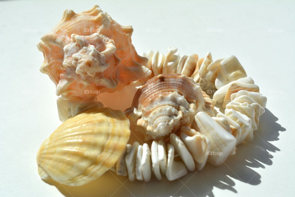 Close-up of seashell against white background