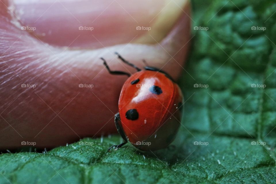 Ladybug