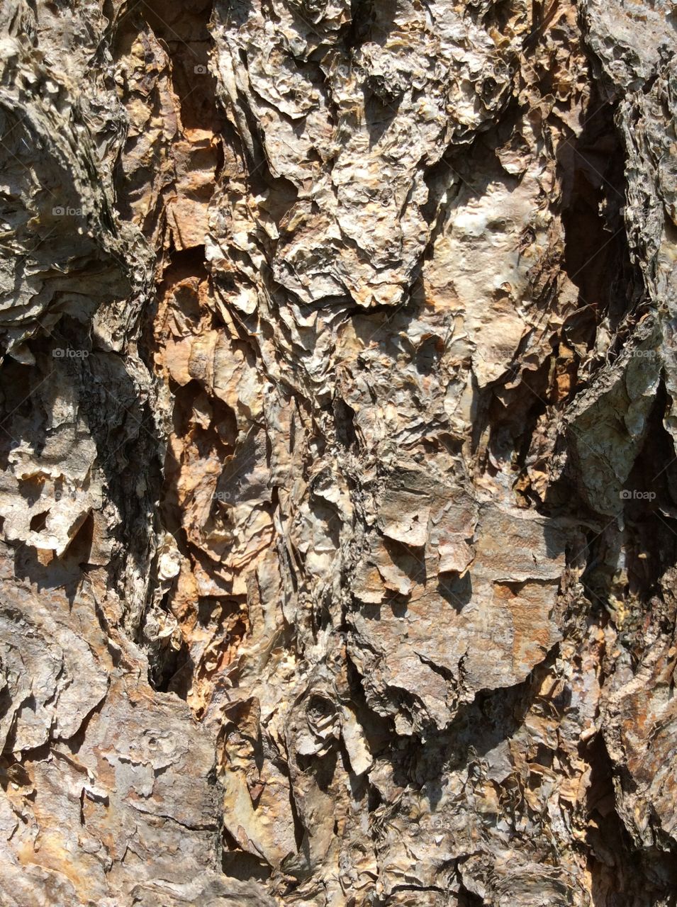 Bark, No Person, Nature, Rough, Tree