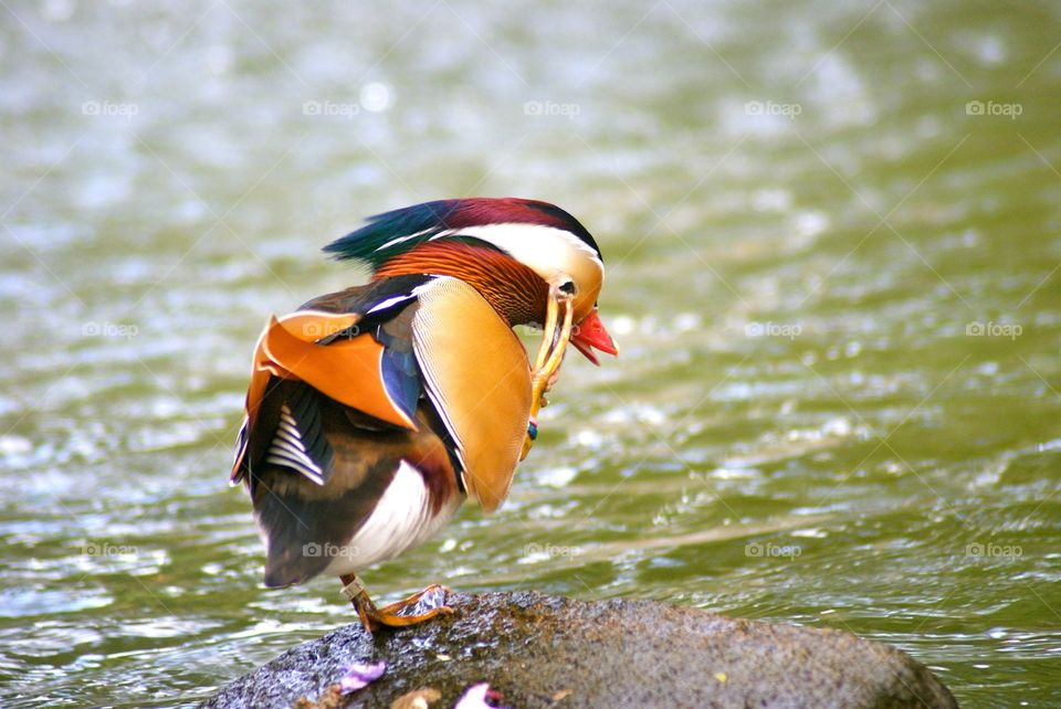 Colorful mandarin duck at riverbank
