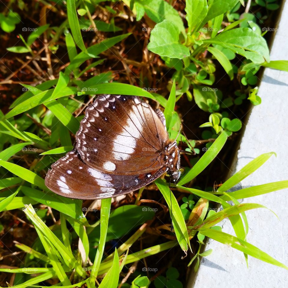 Poor butterfly. When i took this picture its jot moving any more